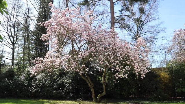 Beautiful pink and white Magnolia in Spring during a sunny day. 
Shot on a Canon 80D in 1080p.