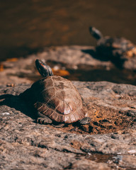 Central Park Turtle