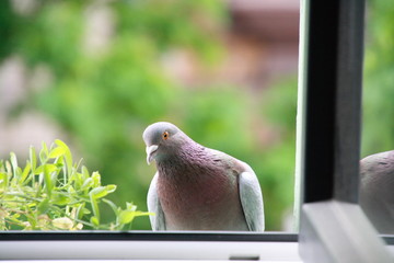 Taube/Pigeon schaut neugierig durch ein geöffnetes Fenster, Mannheim Frühsommer 2019