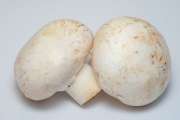 Mushrooms on a white background