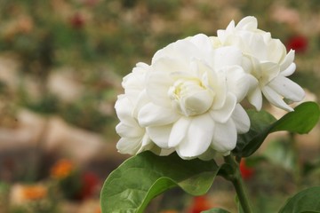 la blancheur  rose de Liban 