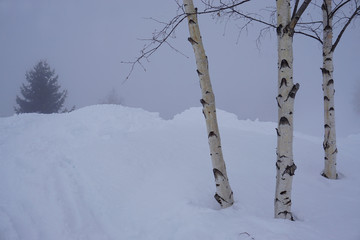 birch trees in winter in the snow
