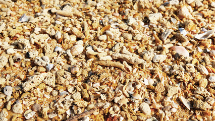 Broken coral, barnacle and seashell on sand beach background.
