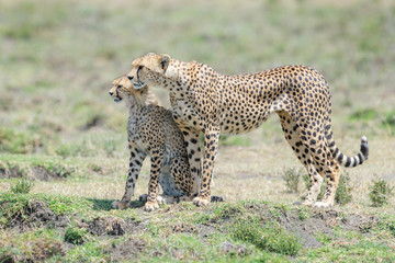 Cheetah (Acinonyx jubatus) mother and cub, together on savanna, searching for prey, Ngorongoro conservation area, Tanzania.