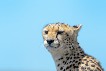 Cheetah (Acinonyx jubatus) portrait against blue sky, Ngorongoro conservation area, Tanzania.