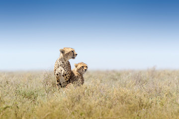 Cheetah (Acinonyx jubatus) mother with cub, sitting together on savanna, Ngorongoro conservation area, Tanzania.
