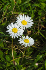 margherite (Bellis perennis) o pratoline in primo piano © paolofusacchia