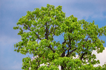 close up view of a green rice field And surrounded by various species of trees,seen in scenic spots or rural tourist routes,beautiful ecological systems