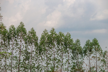 close up view of a green rice field And surrounded by various species of trees,seen in scenic spots or rural tourist routes,beautiful ecological systems