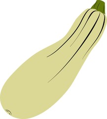 Vector illustration of squash in cartoon simple flat style isolated on white background