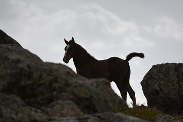 Fototapeta premium caballo
