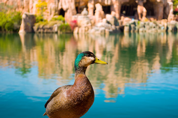 Obraz premium Duck on a beautiful background, Orlando, Florida, USA