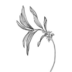 vector illustration of outline isolated black and white flower and leaves