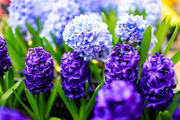 Blue decorative flowers in pots on the table
