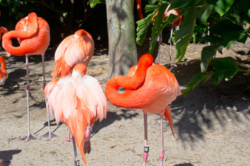 Beautiful flamingos in the park. Orlando Florida.