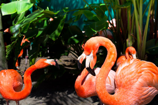 Beautiful flamingos in the park. Orlando Florida.