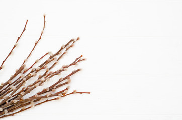 Flowering willow branches with fluffy buds on white background. Spring card template with copyspace