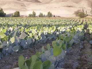 campo di cactus