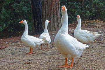 white geese in a huddle