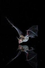 Bechsteins Bat Drinking