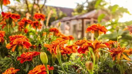 Orange blooming flowers in garden close up as spring summer background backdrop