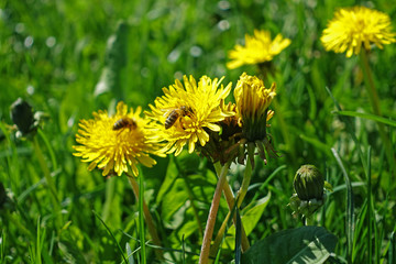 Close up of a blooming dandelion with a bee