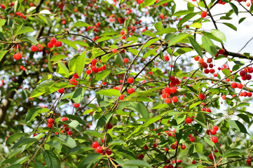Obraz premium Cueillette cerises en vallée de Seine, variété montmorency acidulée pour eau-de-vie