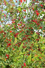 Cerises en vallée de Seine, variété montmorency acidulée pour eau-de-vie