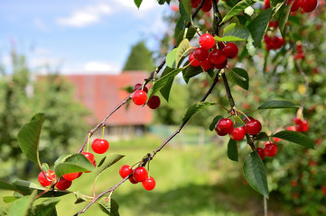 Cueillette cerises en vallée de Seine, variété montmorency acidulée pour eau-de-vie