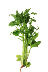 Spinach isolated on a white background. Close-up.