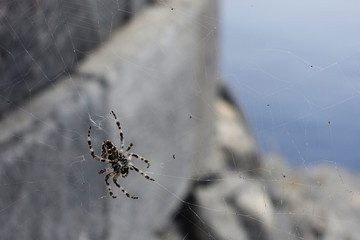 Spider on the web