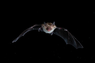 Bechsteins Bat