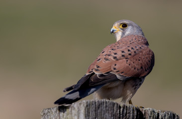 Kestrel Perched