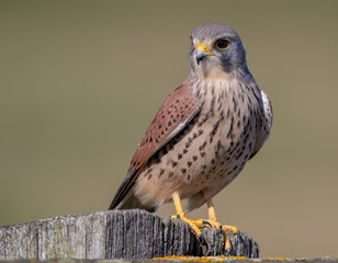 Kestrel Perched