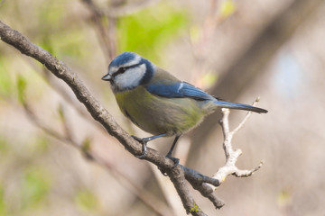 Cinciarella (Cyanistes caeruleus) su ramo,ritratto