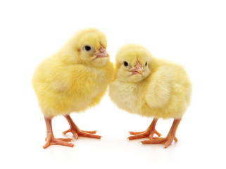 Yellow little chickens.