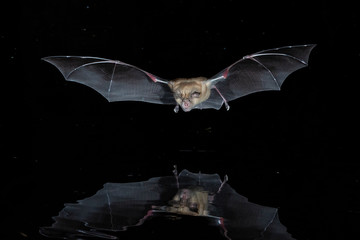 Greater Horseshoe Bat
