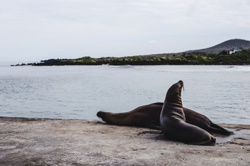 Two lazy sea lions sleeping on a jetty of the Galapagos Islands, Ecuador on a cloudy day