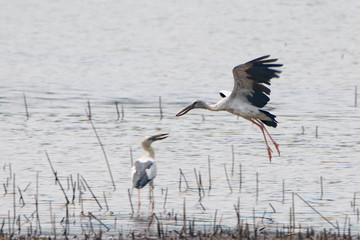 bird in water