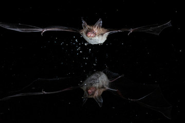 Bechsteins Bat