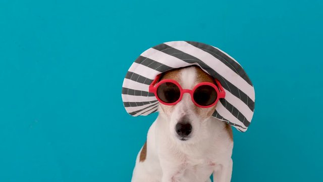 Calm little Jack Russell Terrier dog in large striped hat with brim and in sunglasses looking at camera with interest sitting against bright blue background in studio as concept of summer and vacation
