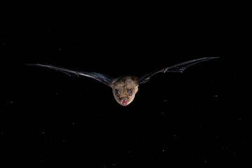 Bechsteins Bat Close Up