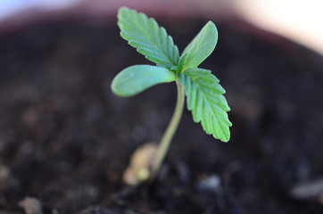 Marijuana seedling, macro photography. Natural lighting of of small cannabis sprout. 