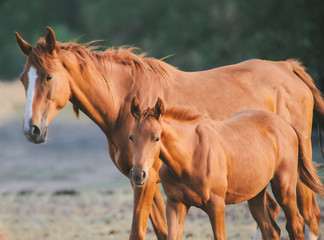 Troupeau des chevaux au pré