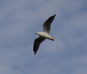 Seagull in full flight over a park lake in Melbourne Australia