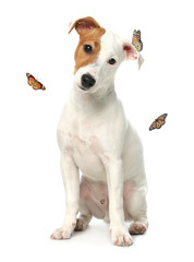 Cute Jack Russel Terrier and butterflies on white background. Lovely dog