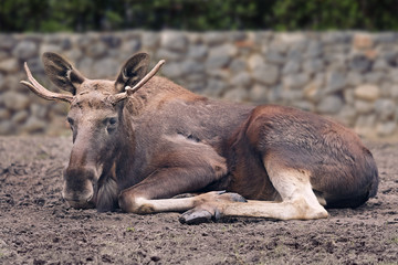 Close up of Moose resting in the zoo