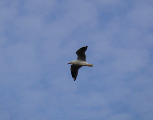Seagull in full flight over a park lake in Melbourne Australia