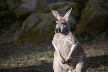 Portrait of kangaroo standing in a meadow