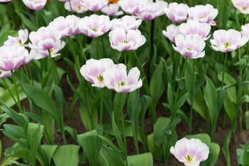 Dutch tulips growing on a flowerbed in spring